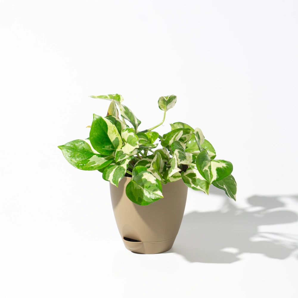 product-gallery