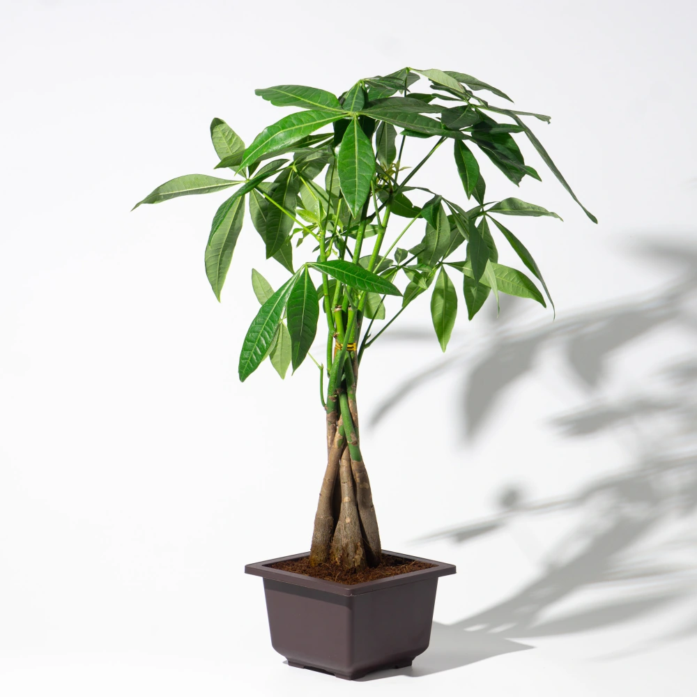 product-gallery