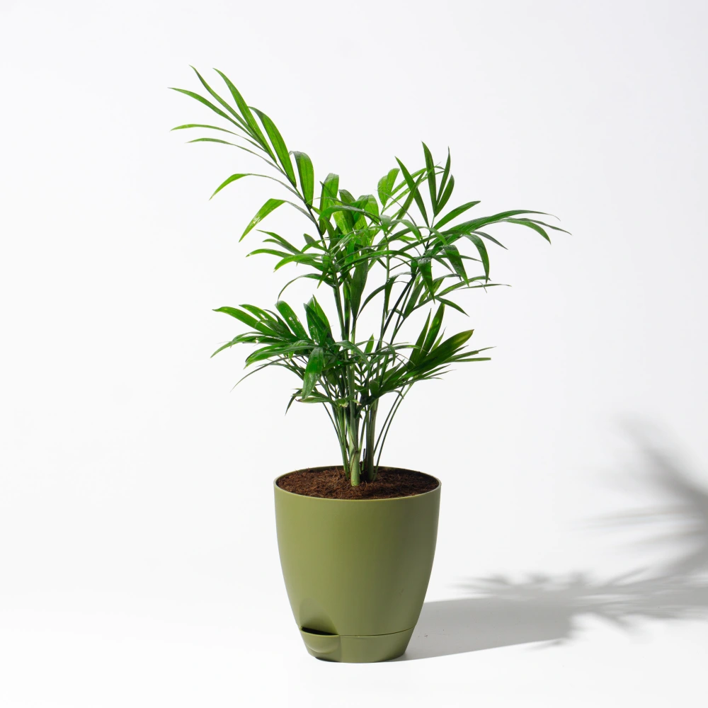 product-gallery