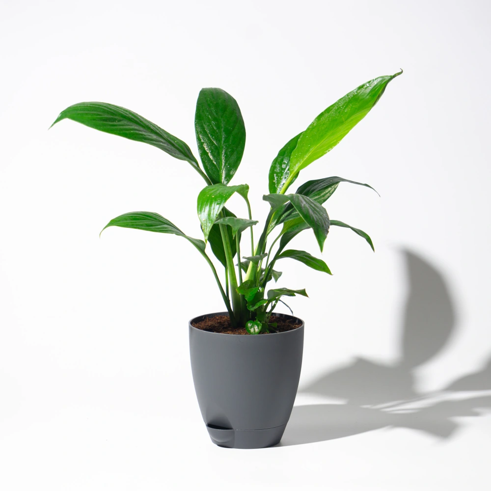 product-gallery