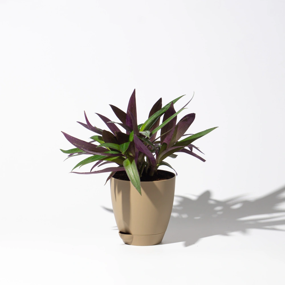 product-gallery