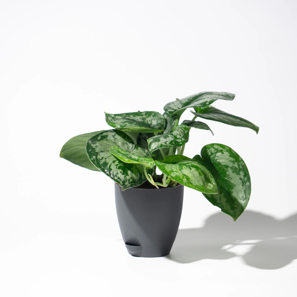 product-gallery