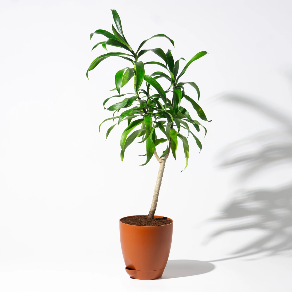 product-gallery