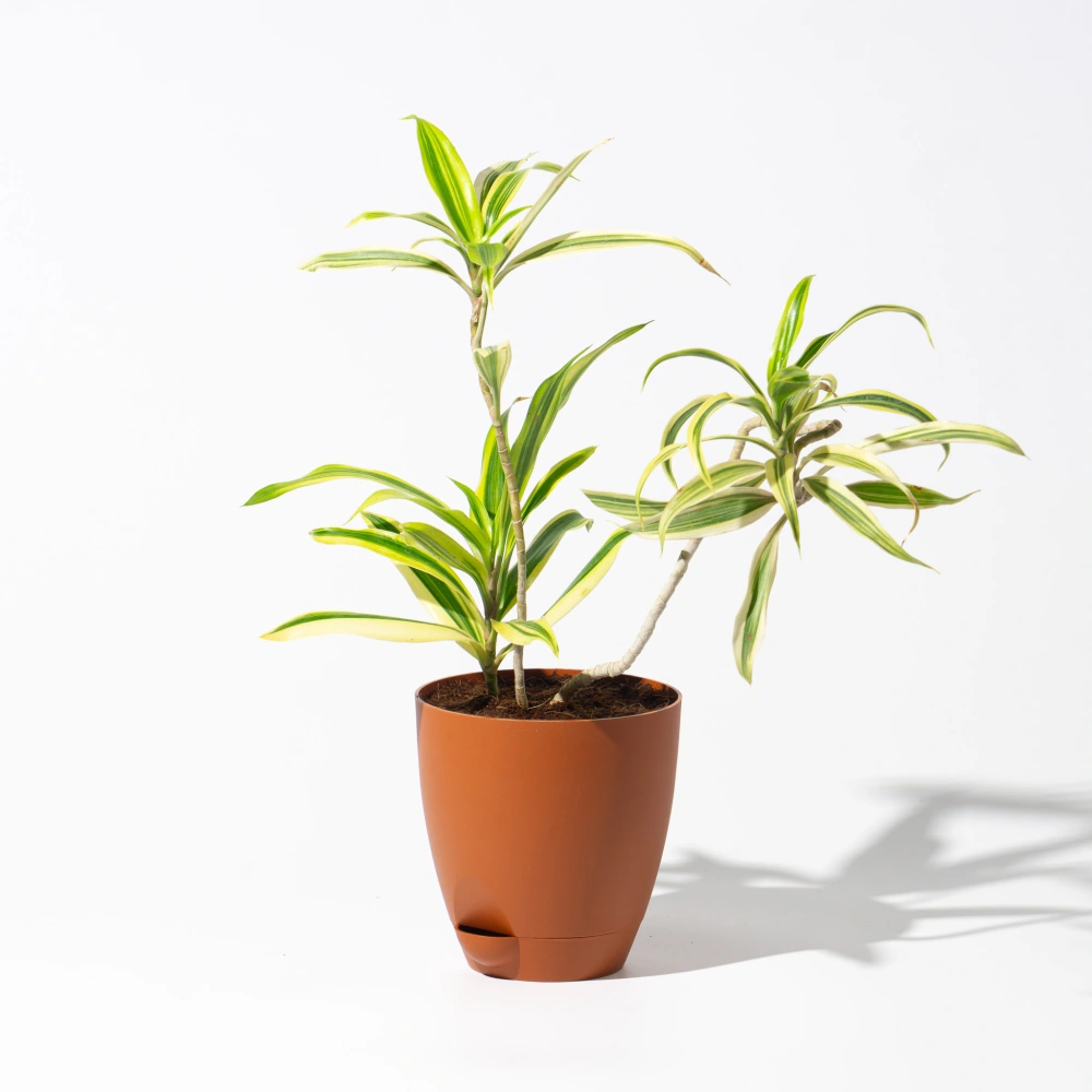 product-gallery