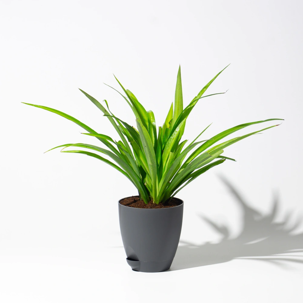 product-gallery