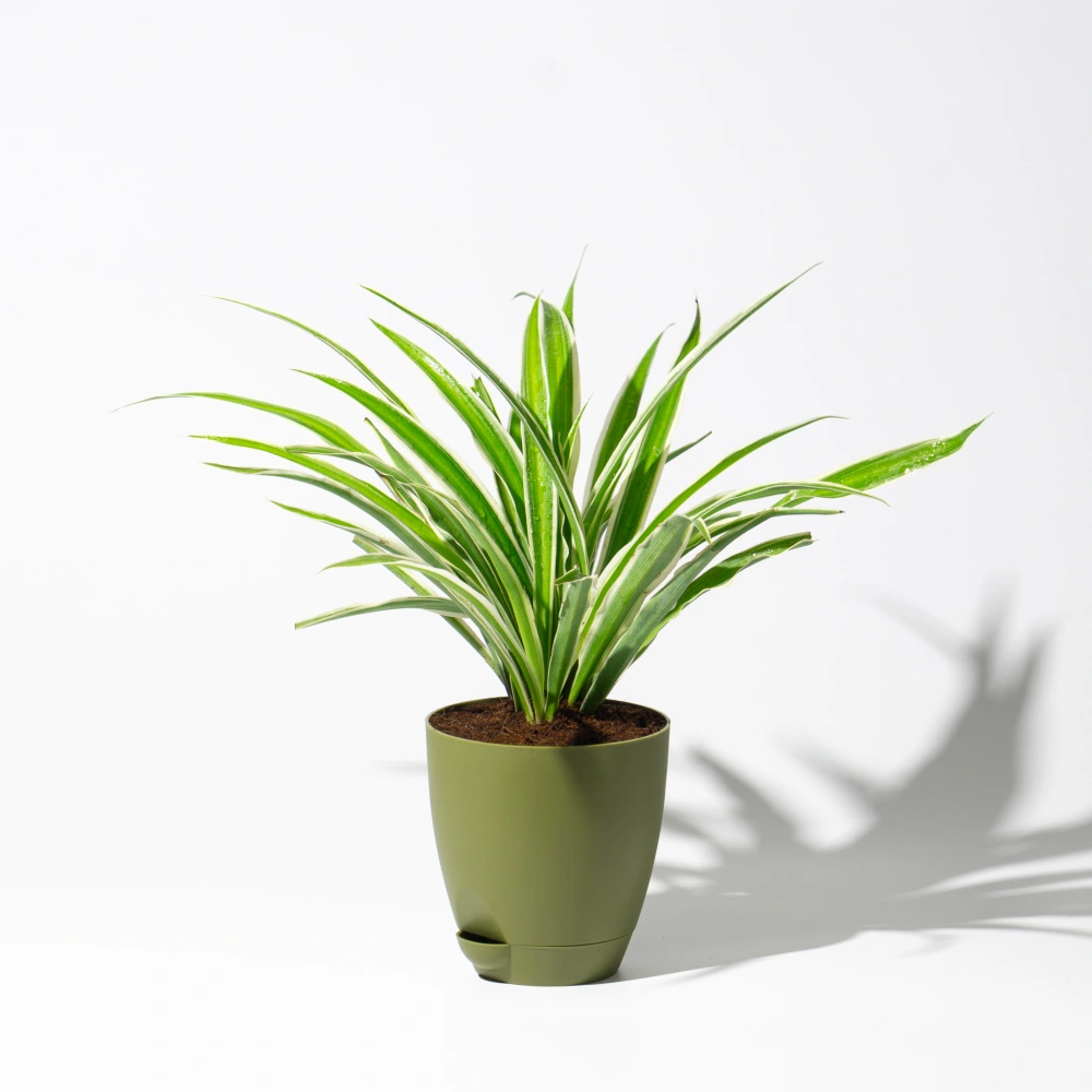 product-gallery