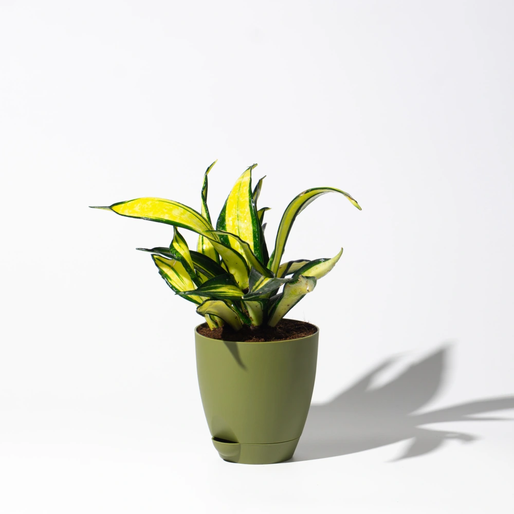 product-gallery