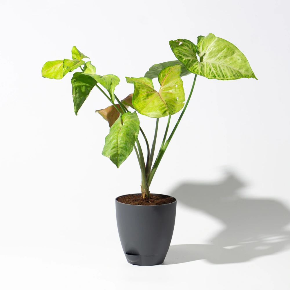 product-gallery