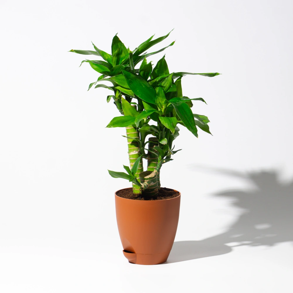 product-gallery