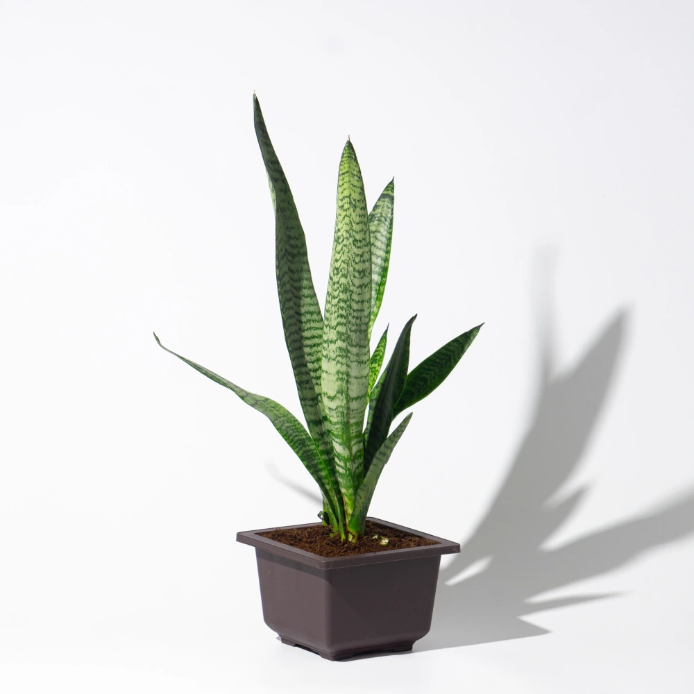 product-gallery