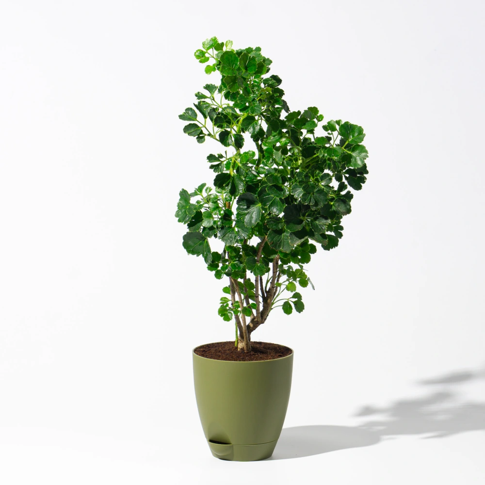 product-gallery