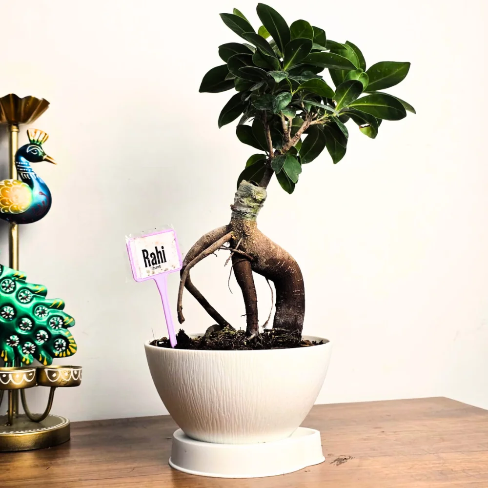 product-gallery