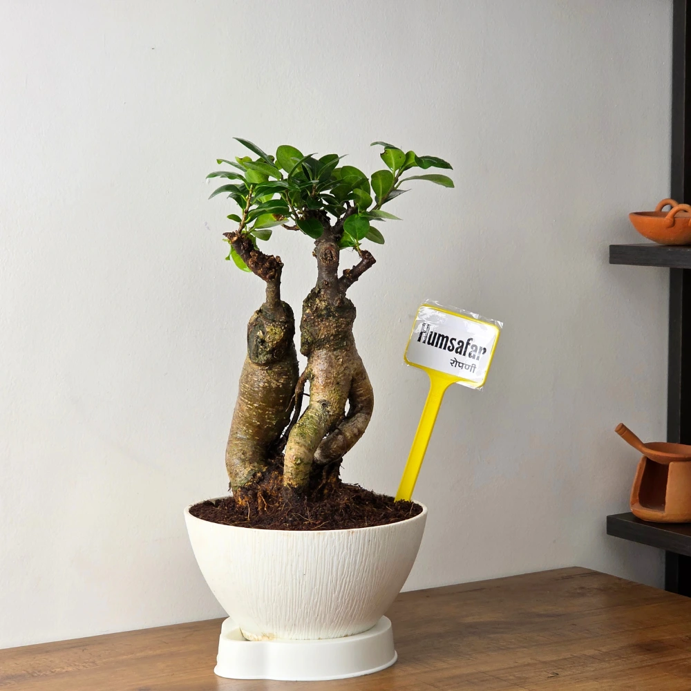 product-gallery