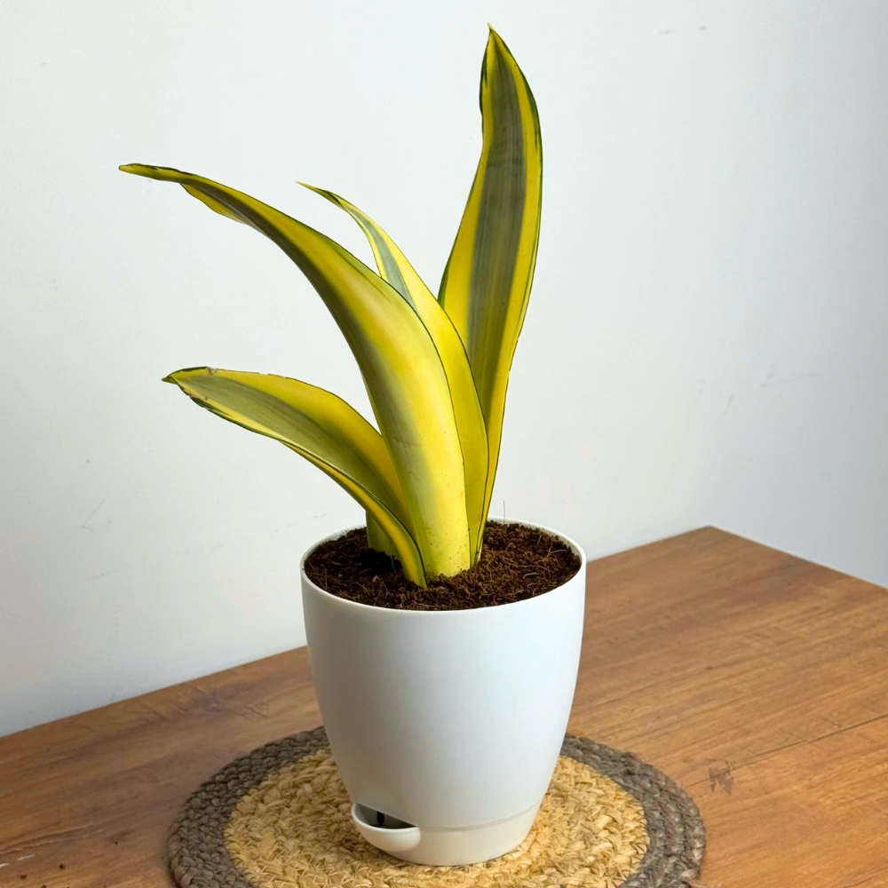 product-gallery