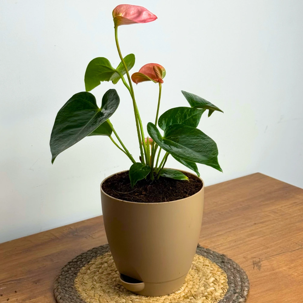 product-gallery