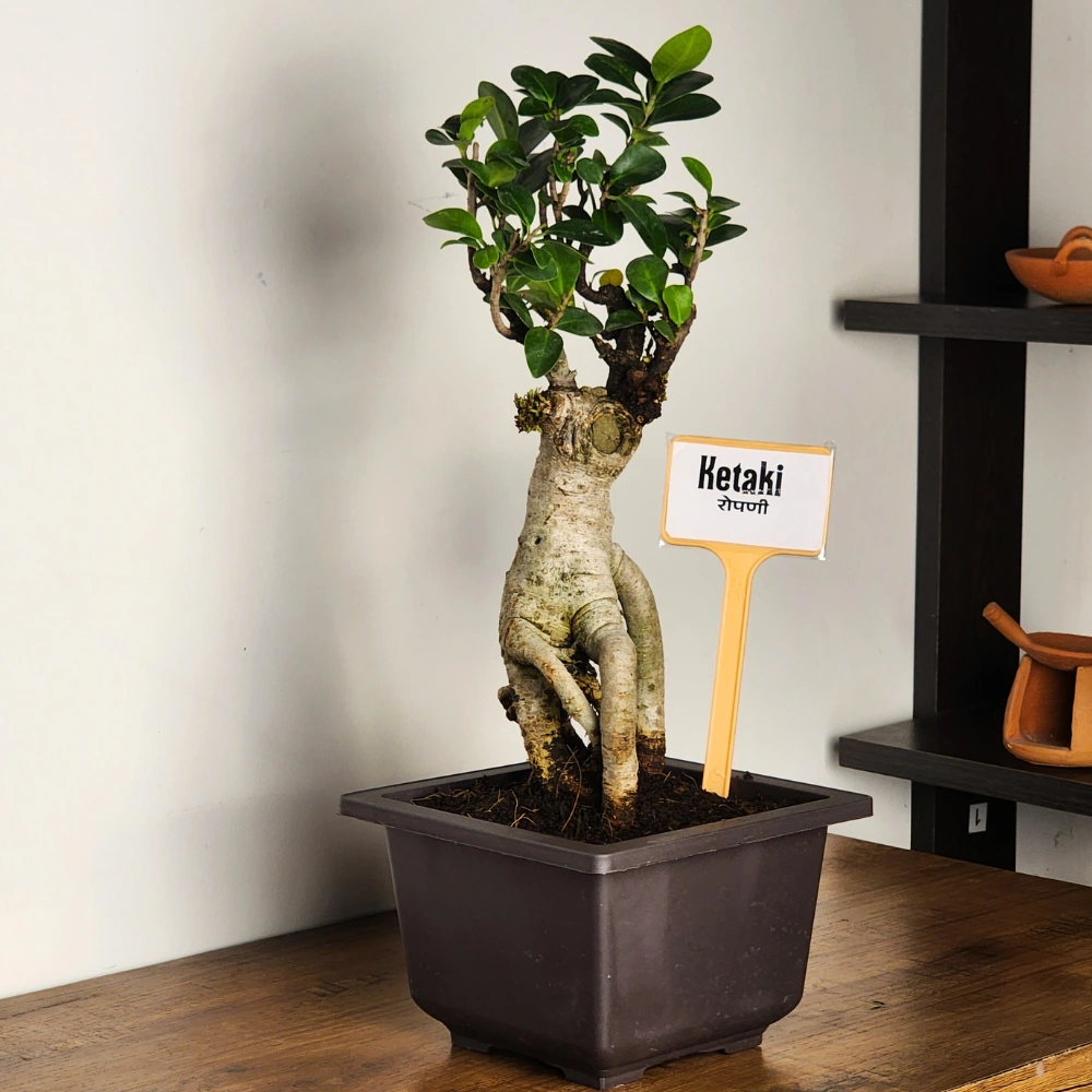 product-gallery