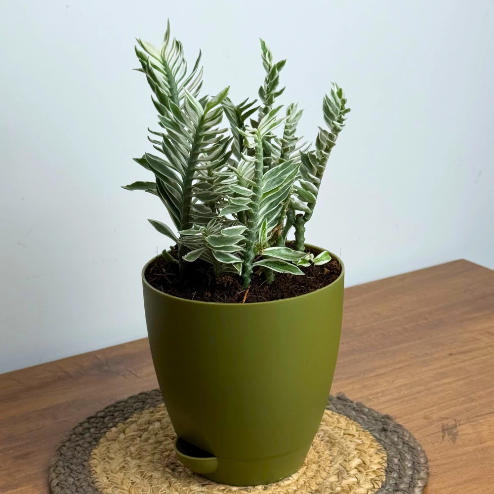 product-gallery