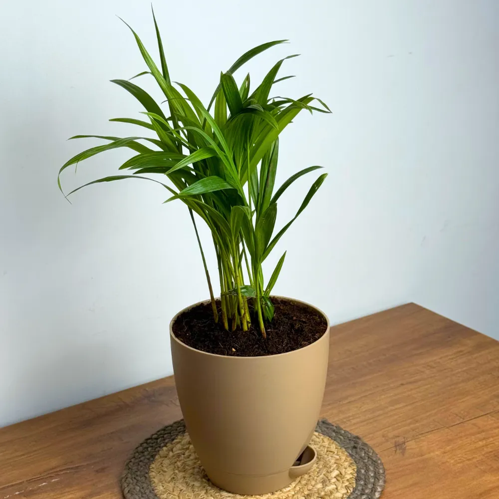 product-gallery