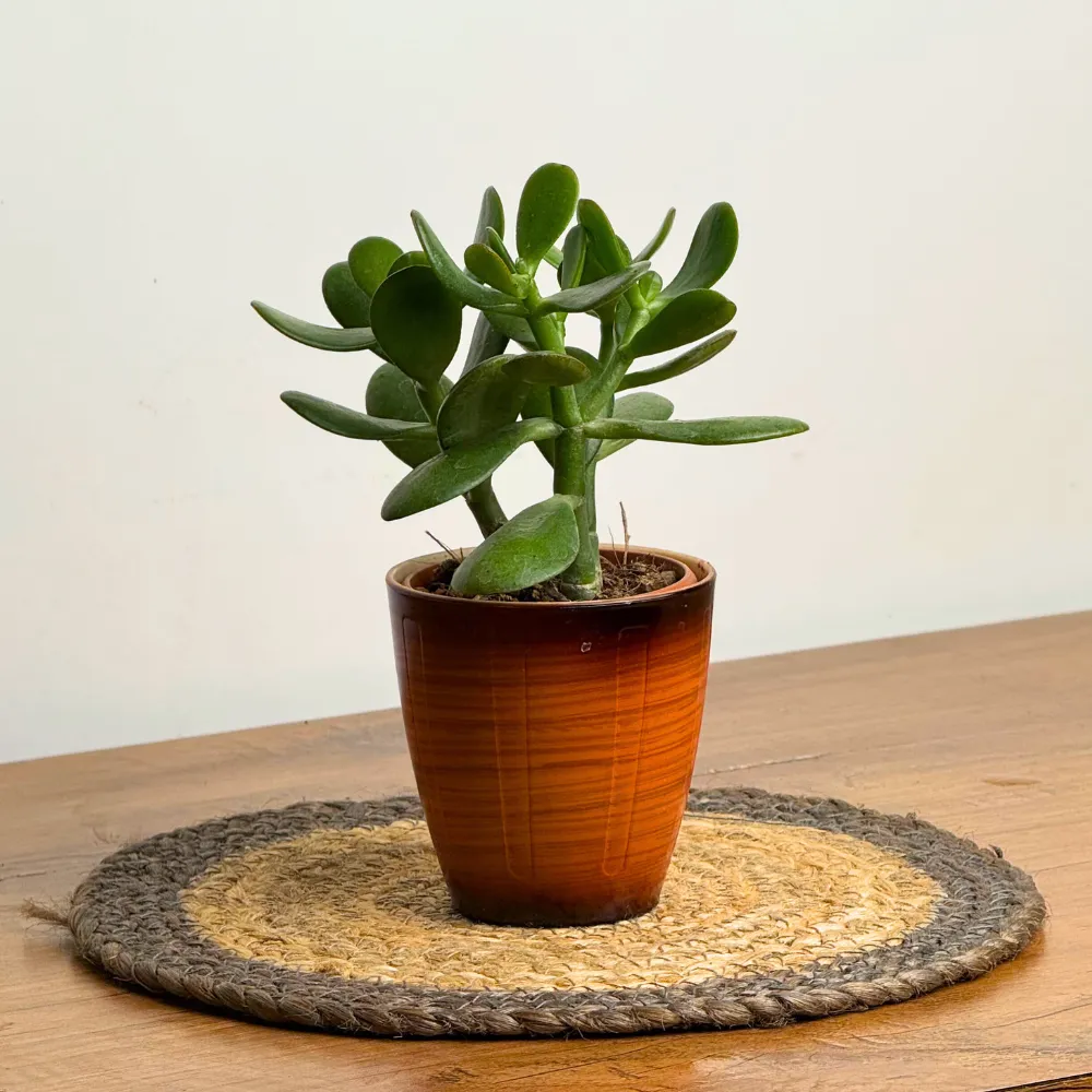 product-gallery