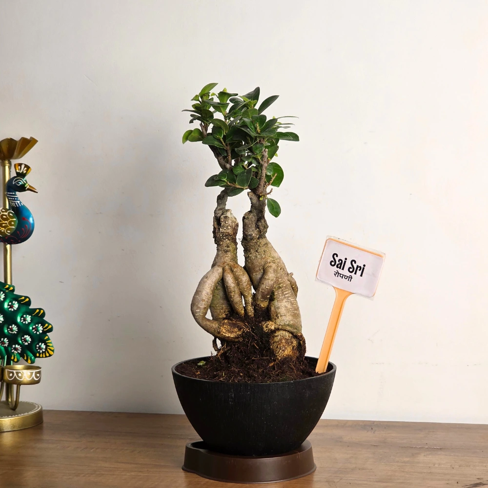 product-gallery