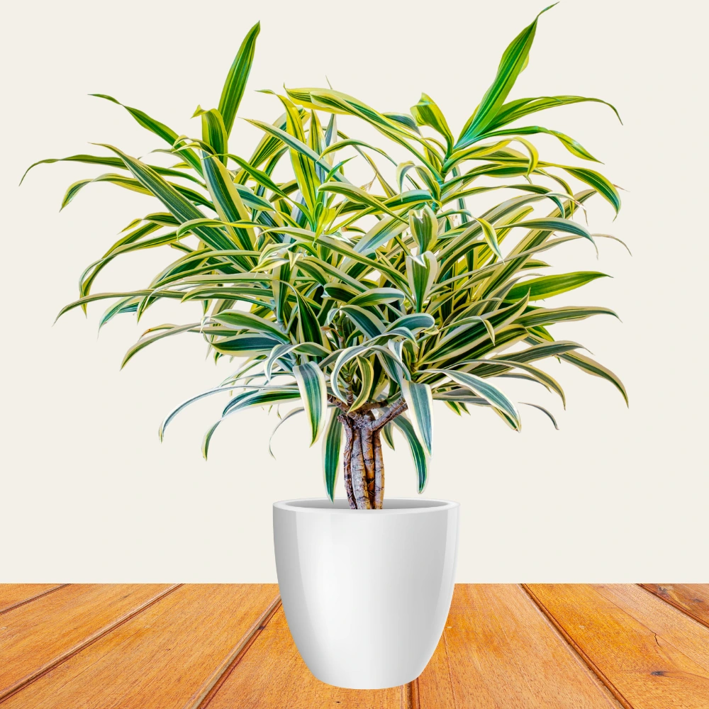 product-gallery