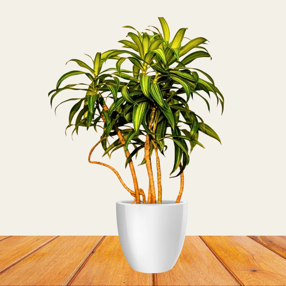 product-gallery