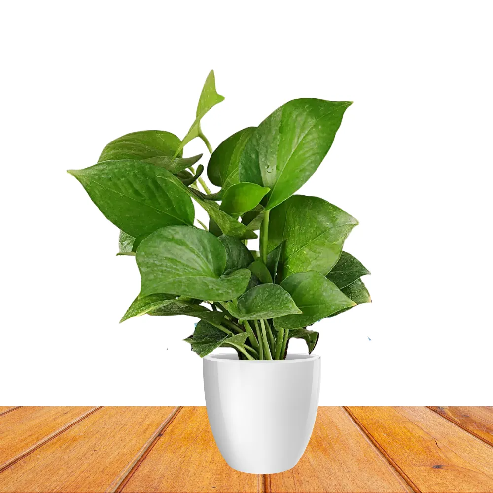 product-gallery