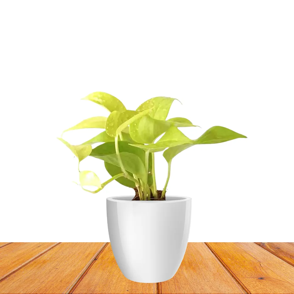 product-gallery