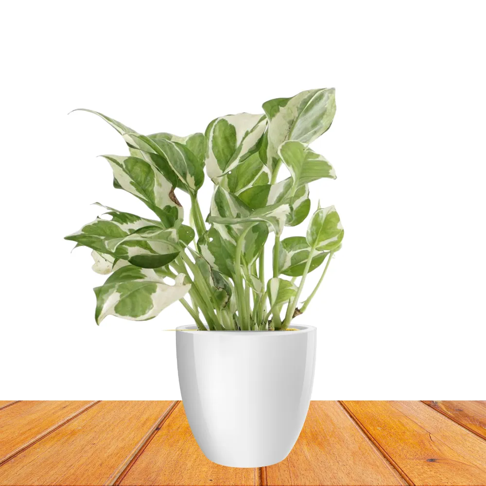 product-gallery