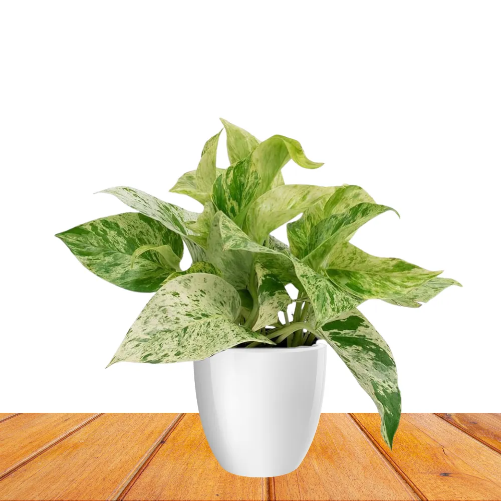 product-gallery