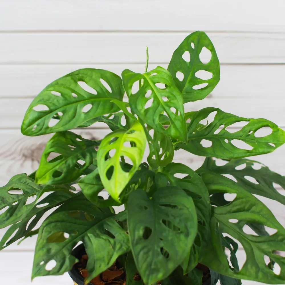 product-gallery