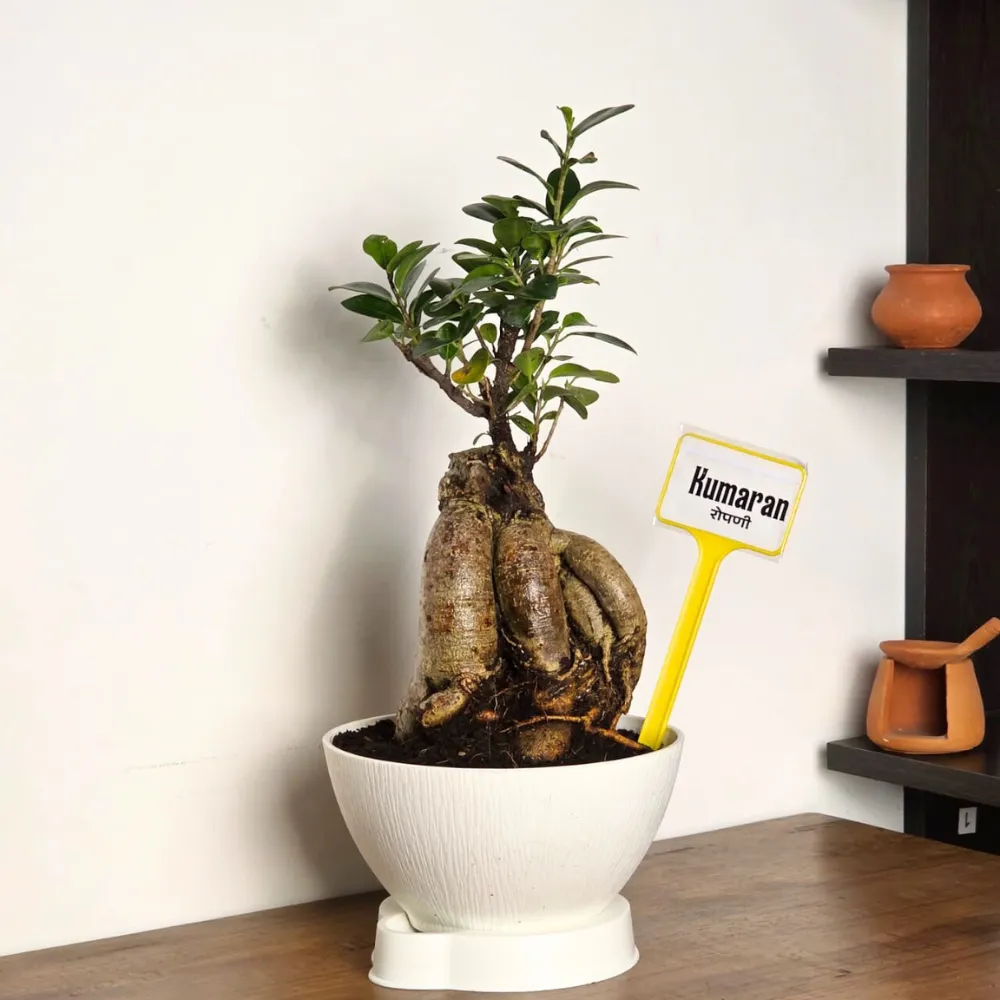 product-gallery