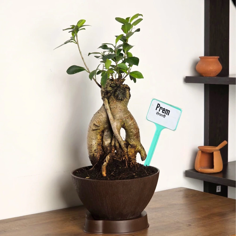 product-gallery