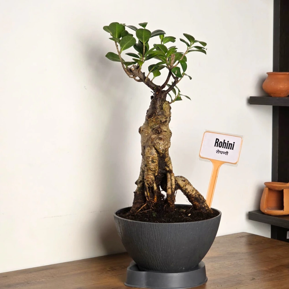 product-gallery