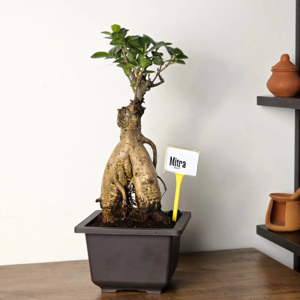 product-gallery