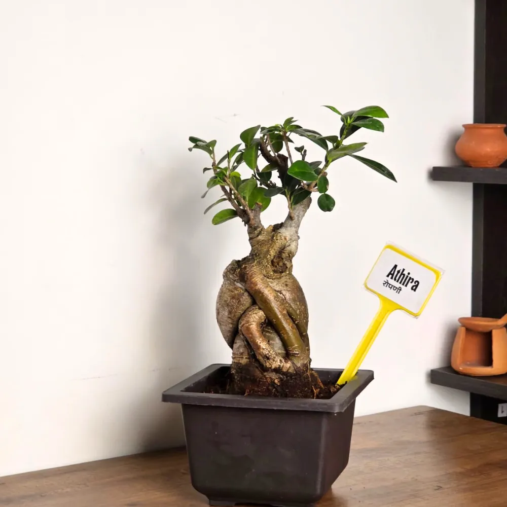product-gallery