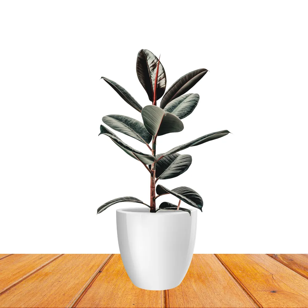 product-gallery