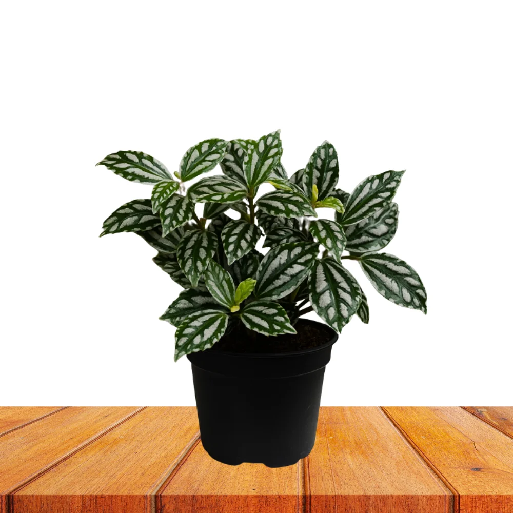 product-gallery