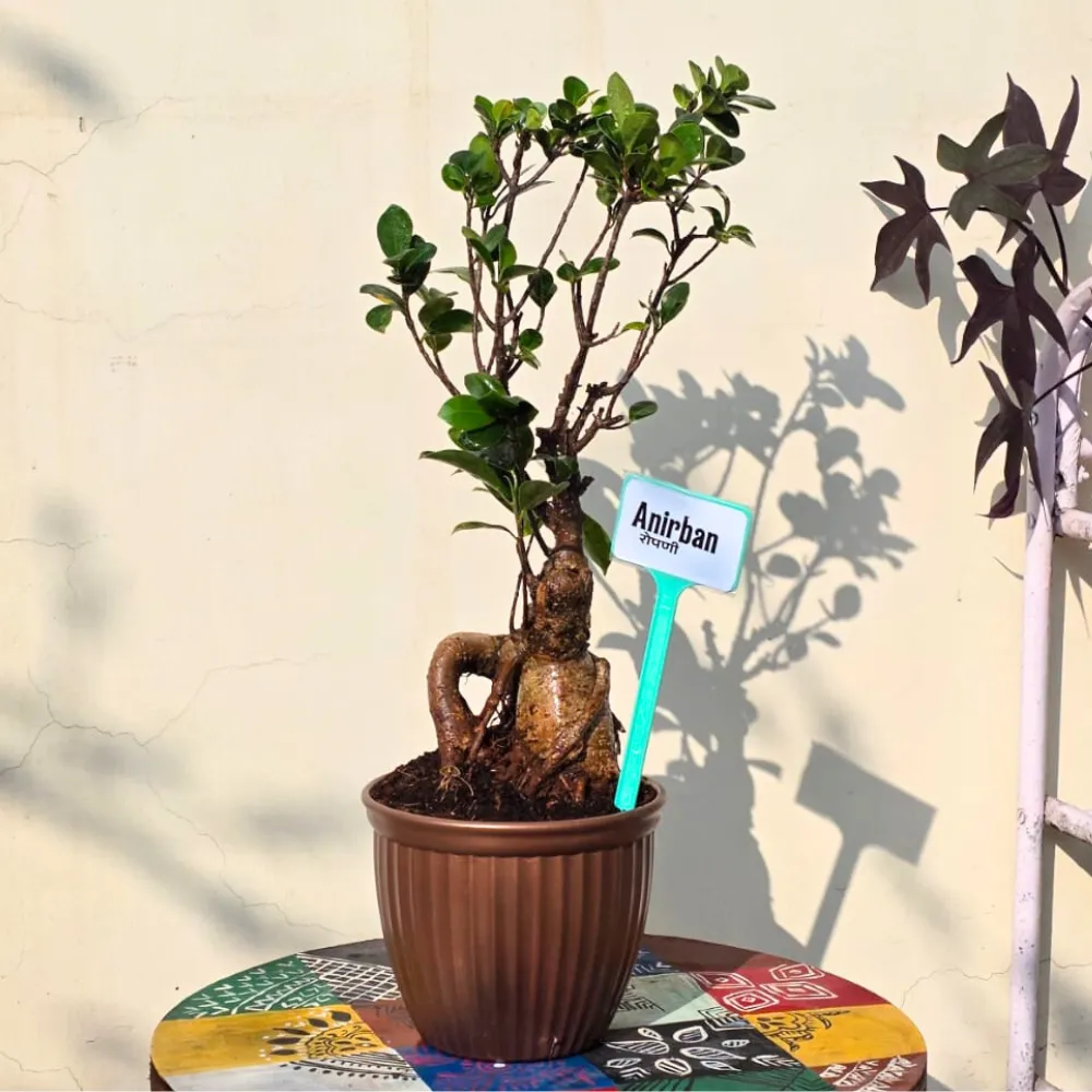 product-gallery