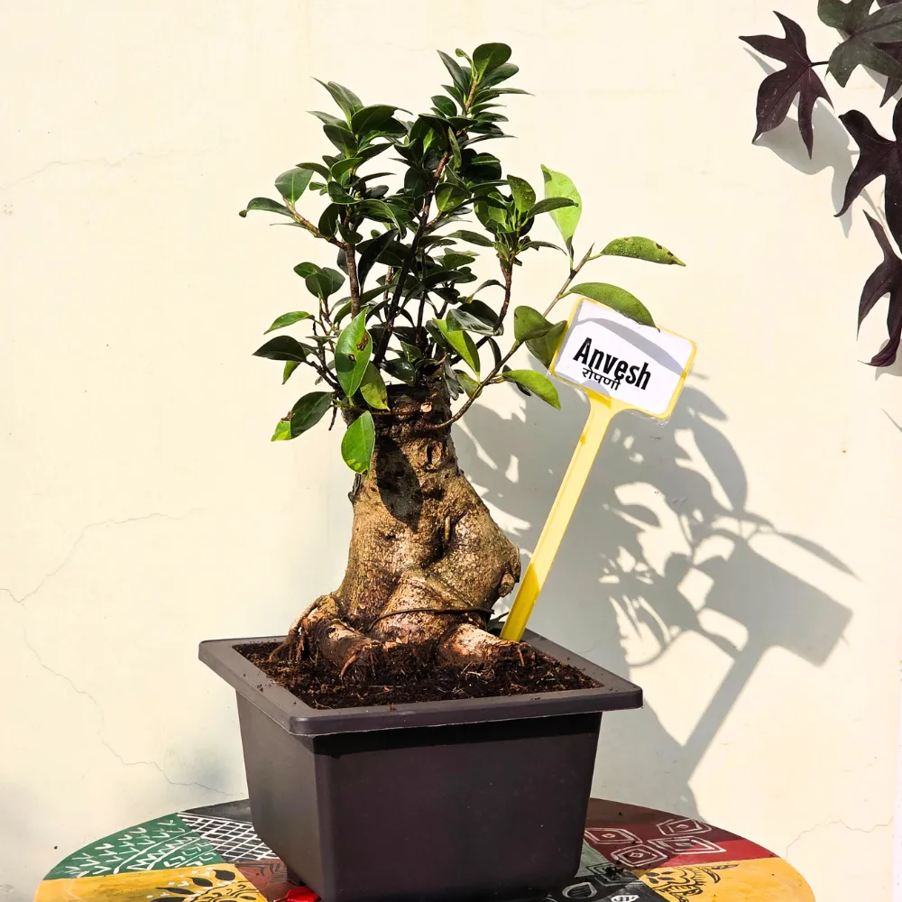product-gallery
