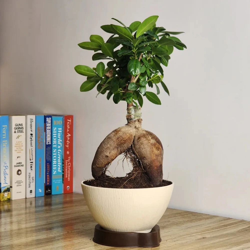 product-gallery